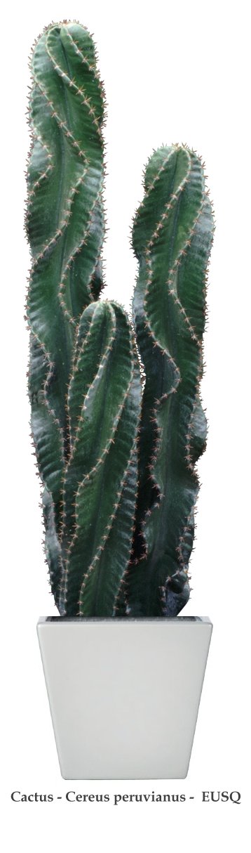 Cactus-Cereus peruvianus-eusq